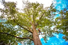 Best Hedge Trimming  in Short Hills, NJ