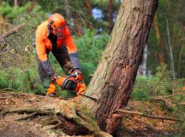 Best Fruit Tree Pruning  in Short Hills, NJ