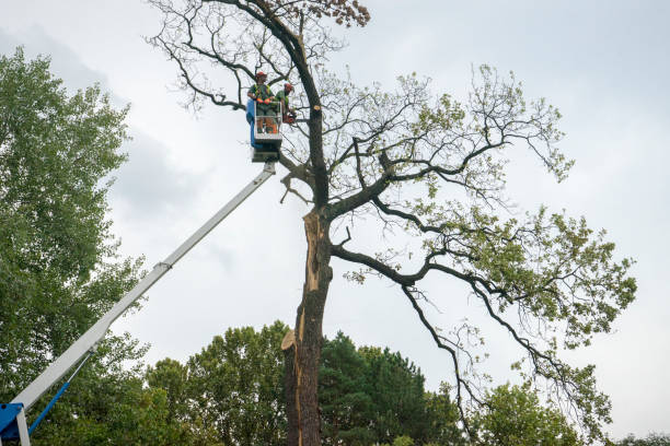 Best Arborist Consultation Services  in Short Hills, NJ
