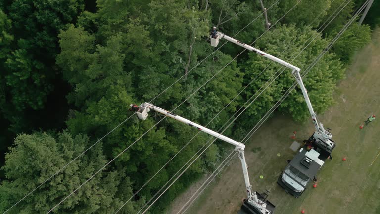 How Our Tree Care Process Works  in  Short Hills, NJ
