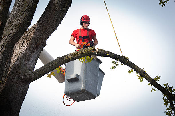 Professional Tree Removal in Short Hills, NJ