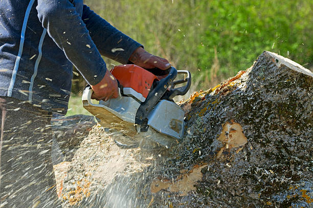 Best Tree Risk Assessment  in Short Hills, NJ